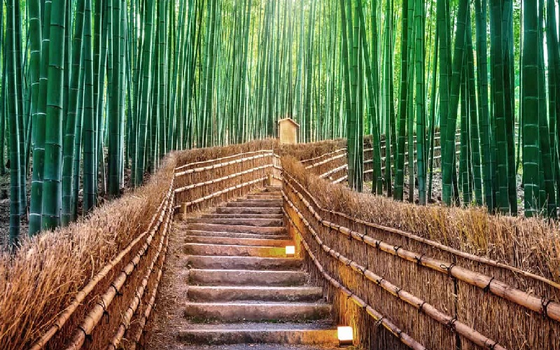 Kyoto: Cố đô ngàn năm và hành trình chạm linh hồn Nhật Bản 8