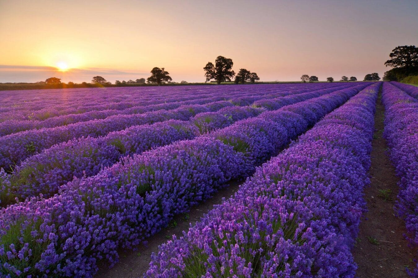 Hoa Lavender - Oải Hương: Vẻ đẹp quyến rũ từ Địa Trung Hải.