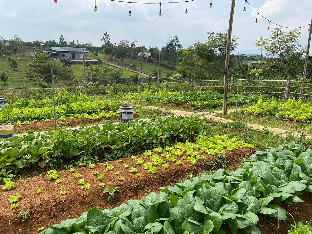 Lạc vào Vintage Garden's Farmstay cực đẹp tại Bảo Lộc 8