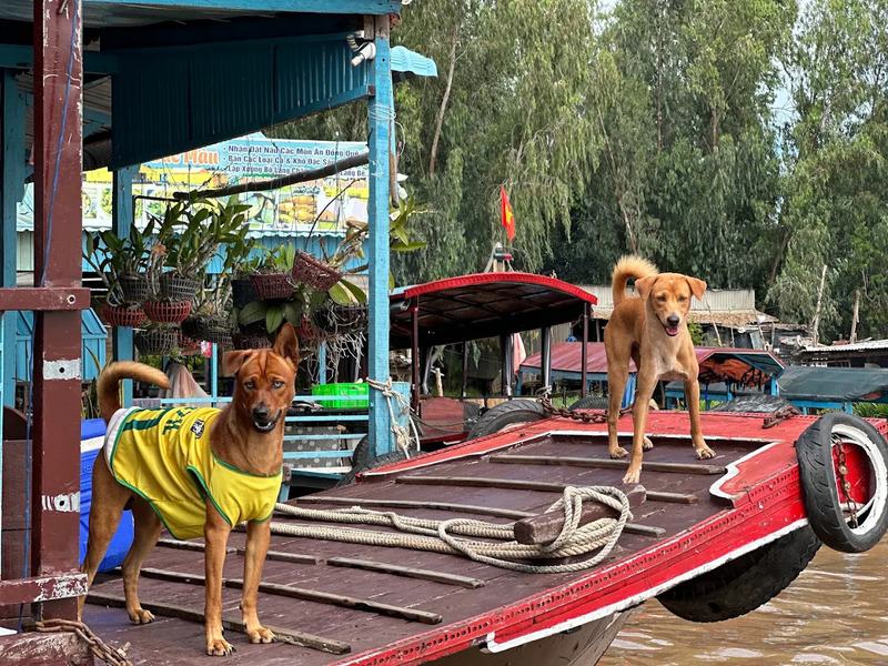 Làng bè Châu Đốc rực rỡ sắc màu bên bờ sông Hậu 6