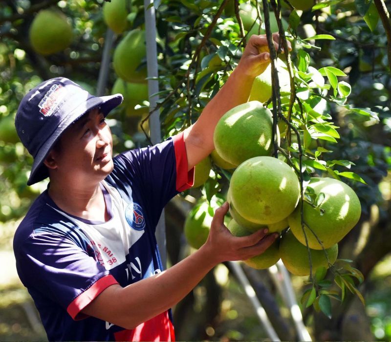 Làng bưởi Tân Triều với đặc sản nức tiếng đất Đồng Nai 4