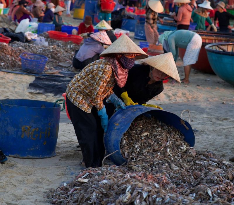 Làng chài Tam Tiến: Kinh nghiệm khám phá 'bản giao hưởng' bình minh trên biển Quảng Nam 7