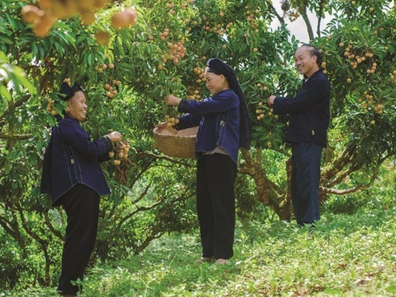Thăm làng Cổ Bắc Hoa bình yên giữa núi rừng Tân Sơn 8