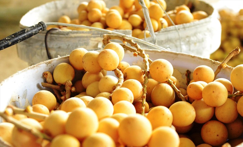 Làng cổ Lộc Yên: Miền tiên cảnh nơi đất Quảng 9