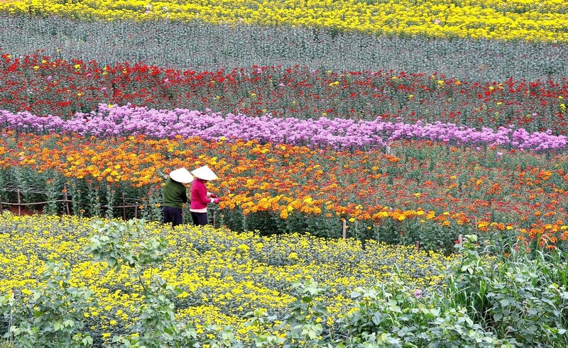 Về thăm Làng hoa Hạ Lũng để được chiêm ngưỡng vô vàn các loài hoa 6