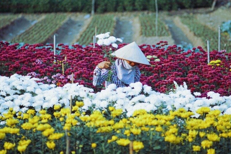 Về thăm Làng hoa Hạ Lũng để được chiêm ngưỡng vô vàn các loài hoa 7