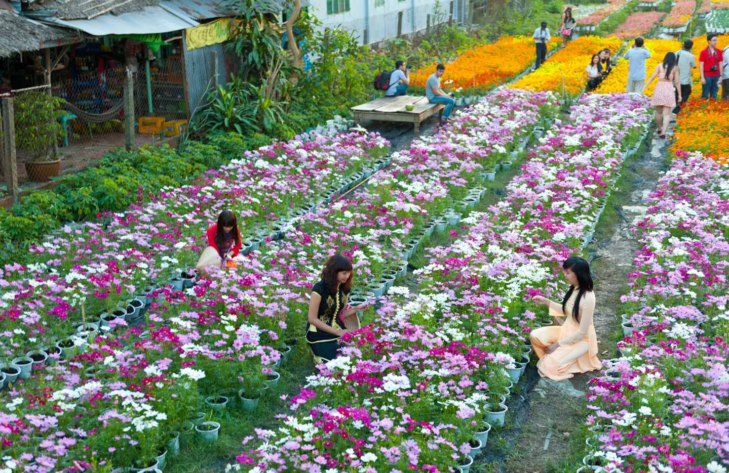 Làng hoa Thái Phiên - Thiên đường quy tụ các loài hoa Đà Lạt 4