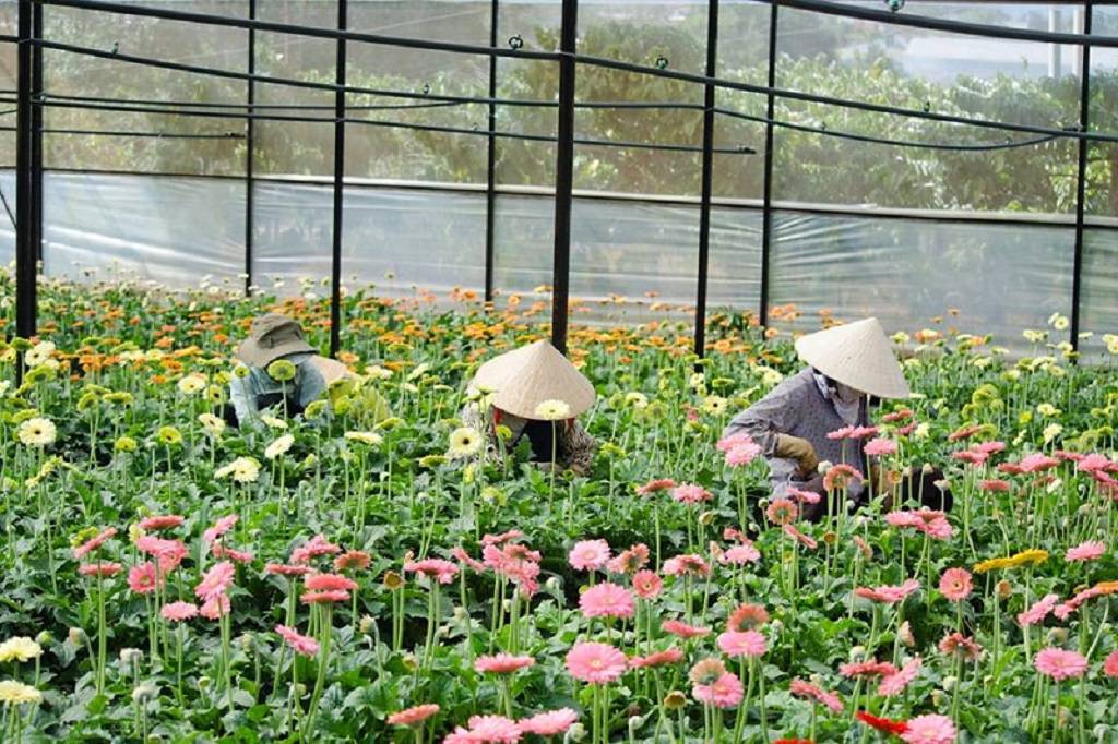 Làng hoa Thái Phiên - Thiên đường quy tụ các loài hoa Đà Lạt 3