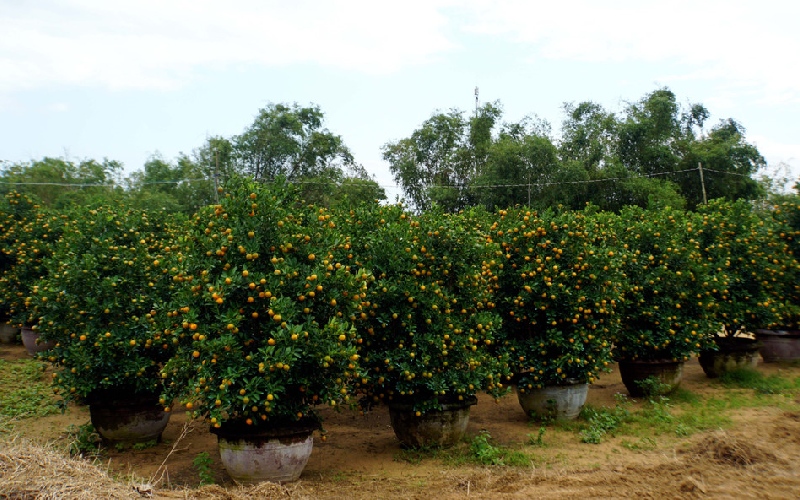 9 làng nghề Hội An lâu đời đáng để bạn tham quan 3