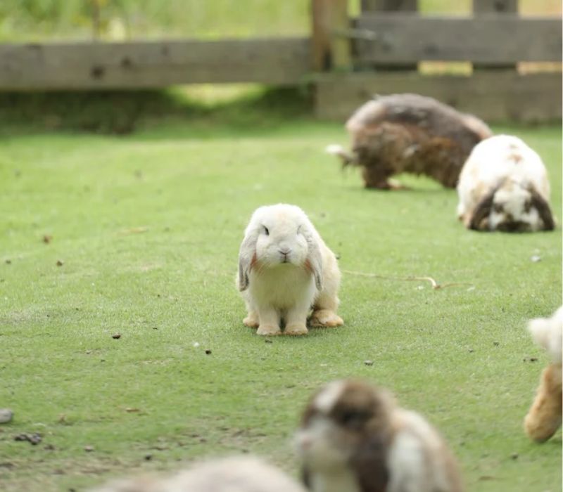 Review Làng Thỏ Little Hobbiton Đà Lạt: Giá vé, đường đi và lưu ý 2