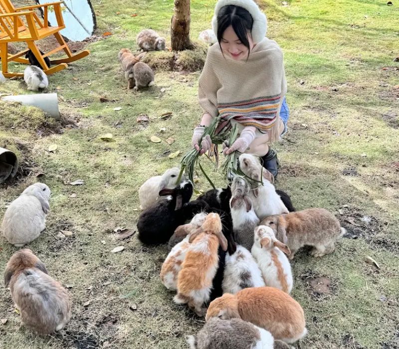 Review Làng Thỏ Little Hobbiton Đà Lạt: Giá vé, đường đi và lưu ý 4