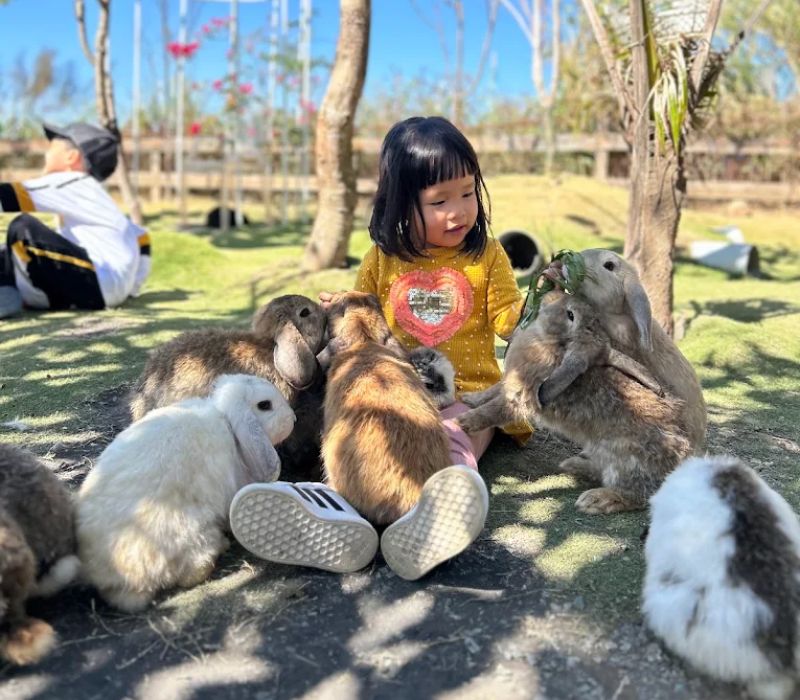 Review Làng Thỏ Little Hobbiton Đà Lạt: Giá vé, đường đi và lưu ý 6