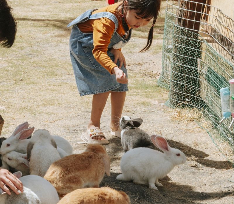 Langbiang Land Đà Lạt 2025: Kinh nghiệm khám phá tất tần tật 4