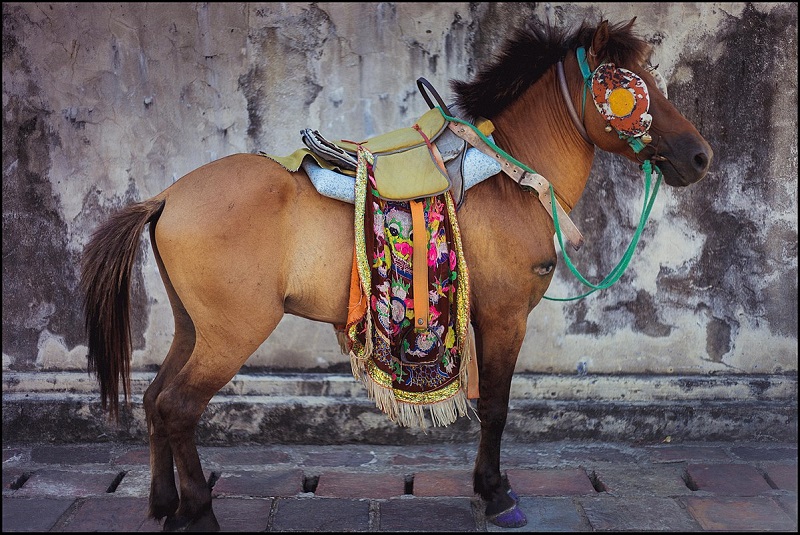 Lễ hội đua ngựa Gò Thì Thùng - Nét văn hóa đặc sắc của Phú Yên