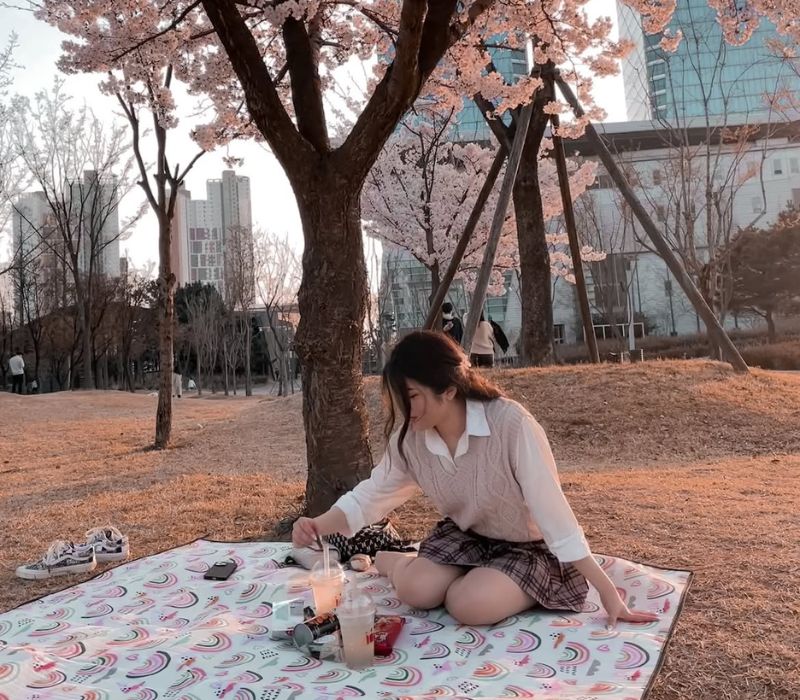 Lễ hội Hoa Anh Đào Hàn Quốc: Lịch nở, địa điểm và kinh nghiệm du lịch 12