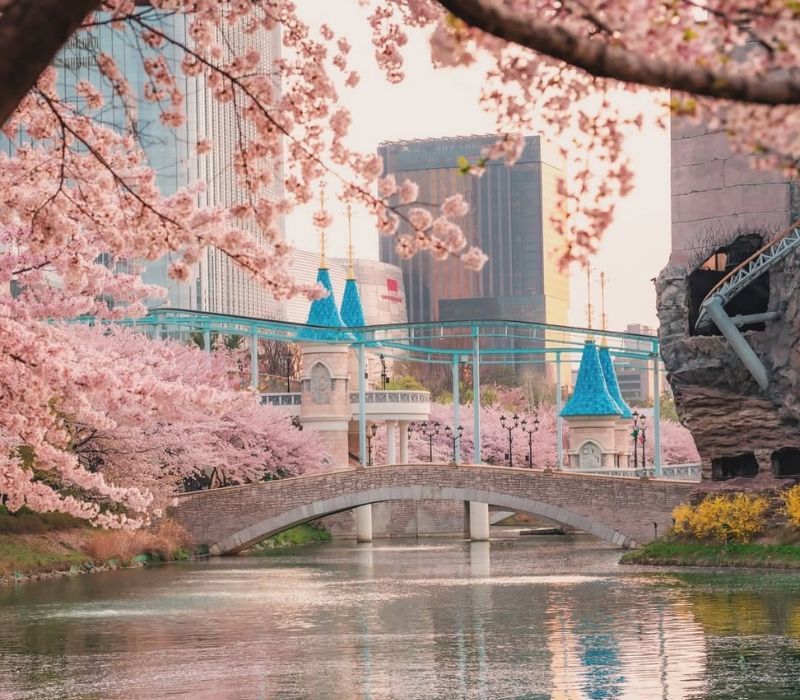 Lễ hội Hoa Anh Đào Hàn Quốc: Lịch nở, địa điểm và kinh nghiệm du lịch 9