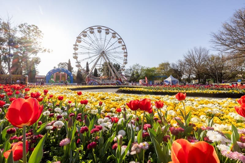 Rực rỡ hương sắc tại Lễ hội hoa Floriade nổi tiếng nước Úc 2