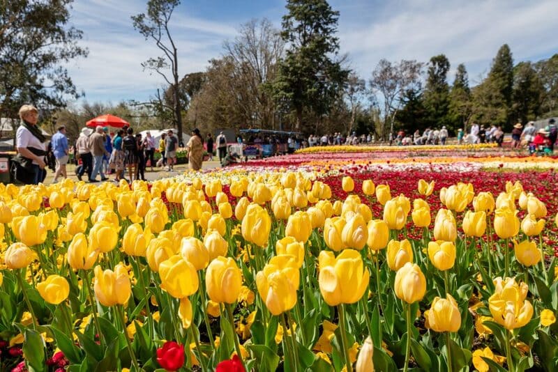 Rực rỡ hương sắc tại Lễ hội hoa Floriade nổi tiếng nước Úc 3