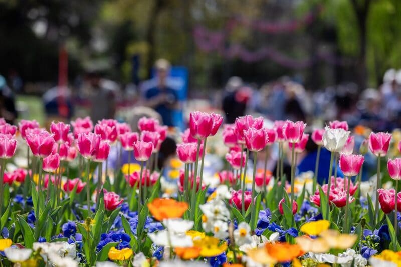 Rực rỡ hương sắc tại Lễ hội hoa Floriade nổi tiếng nước Úc 4