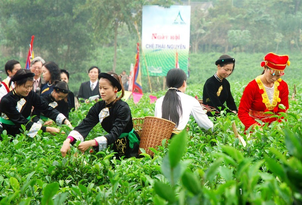 Lễ hội trà Đà Lạt - Hòa mình vào tuần lễ văn hóa trà đặc sắc 2