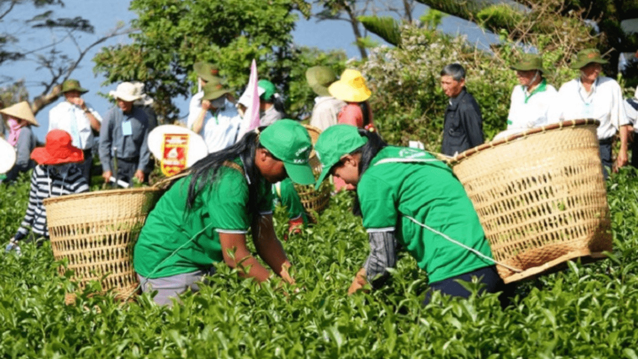Lễ hội trà Đà Lạt - Hòa mình vào tuần lễ văn hóa trà đặc sắc 7