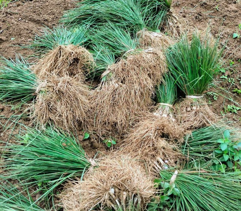 Leaf Village & Farm Làng Lá: Tọa độ chữa lành giữa lòng Hòa Bắc 4