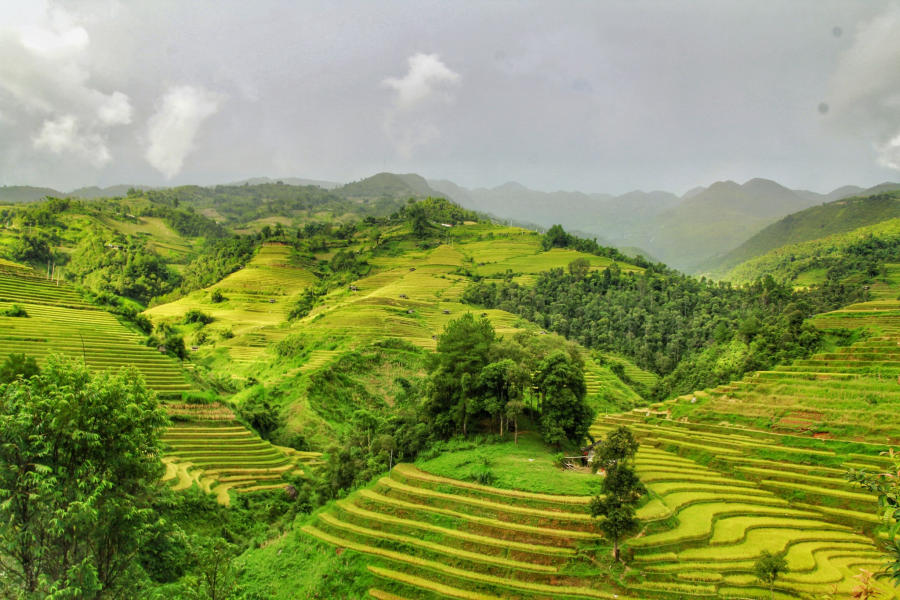 Lên đường khám phá Mù Cang Chải săn mùa lúa chín vàng 2