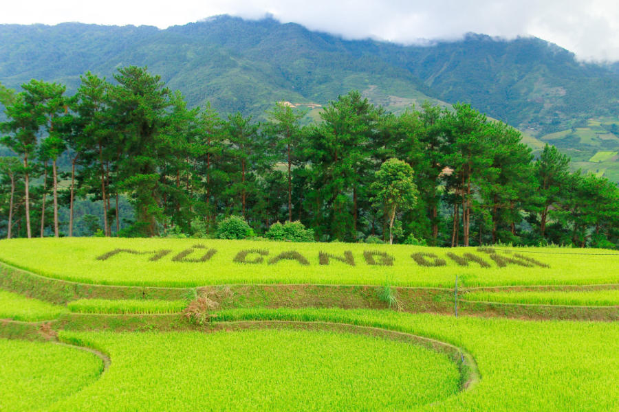 Lên đường khám phá Mù Cang Chải săn mùa lúa chín vàng 6