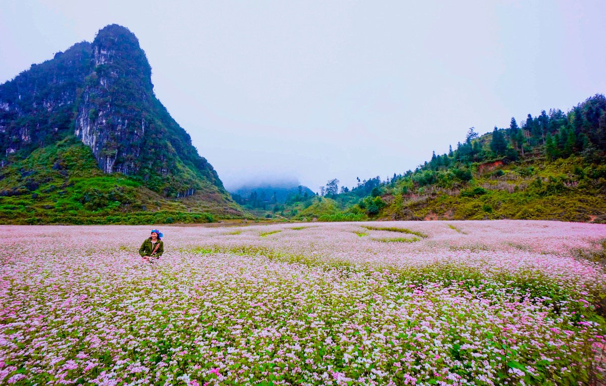 Lịch trình Hà Giang tự túc ngắm hoa tam giác mạch 3N2Đ 7