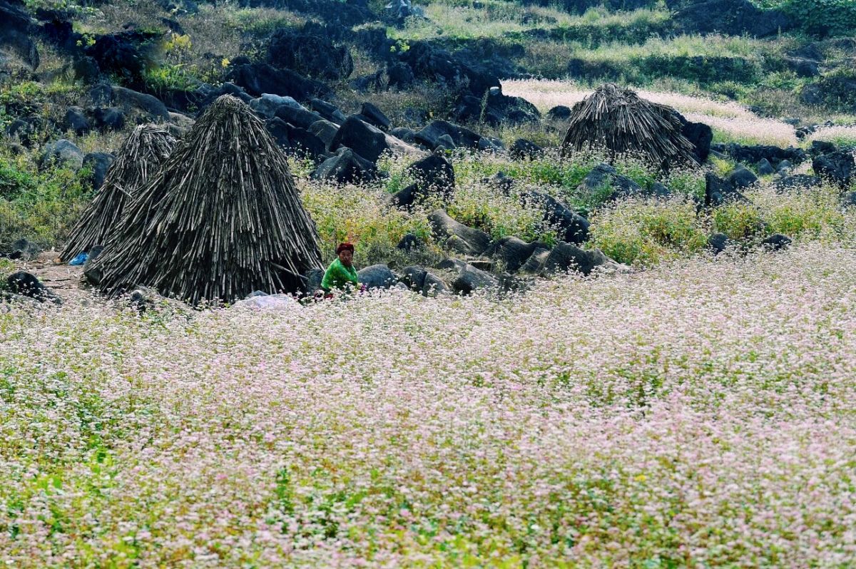 Lịch trình Hà Giang tự túc ngắm hoa tam giác mạch 3N2Đ 5