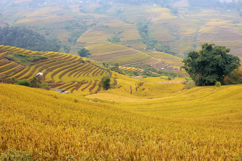 Lịch trình khám phá Mù Cang Chải 3N2Đ và những trải nghiệm khó quên 2