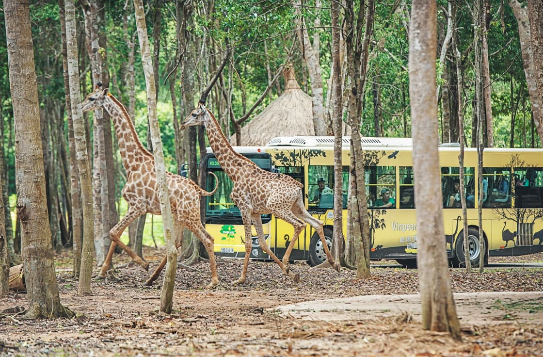 Lịch trình khám phá Vinpearl Safari Phú Quốc - Khu bán vườn thú hoang dã lớn nhất Việt Nam 9