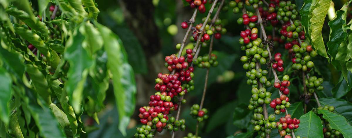 Lịch trình trải nghiệm học thuật vùng nguyên liệu cà phê tại Bảo Lộc