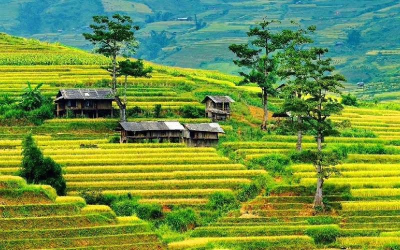 Lìm Thái và những trải nghiệm chân thật tại Mù Cang Chải 8