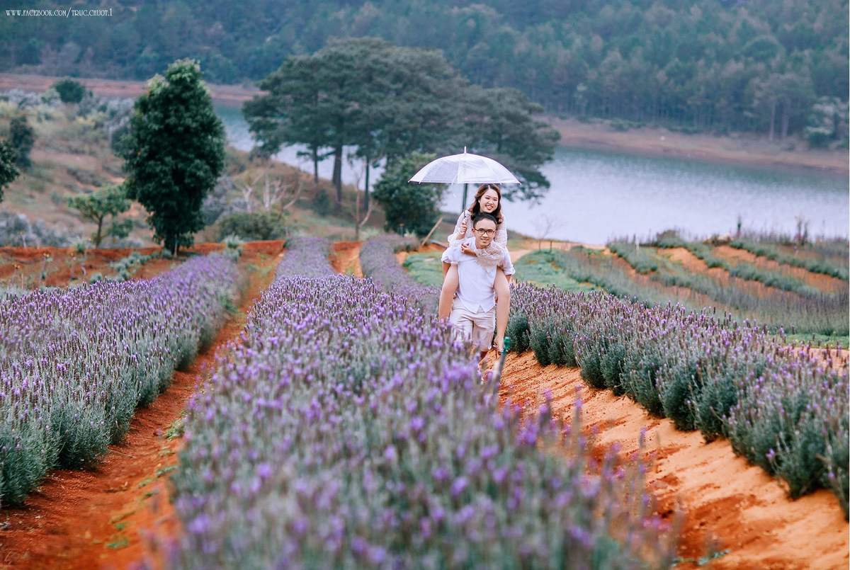 Lung linh ánh tím mùa hoa lavender Đà Lạt - Khoảnh khắc không thể bỏ lỡ 4