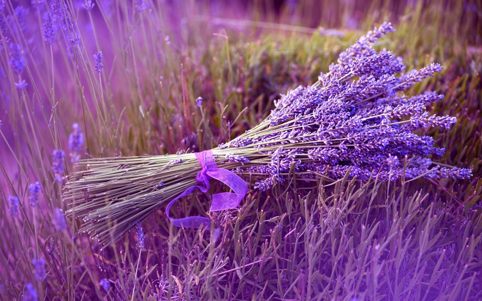 Lung linh ánh tím mùa hoa lavender Đà Lạt - Khoảnh khắc không thể bỏ lỡ 5