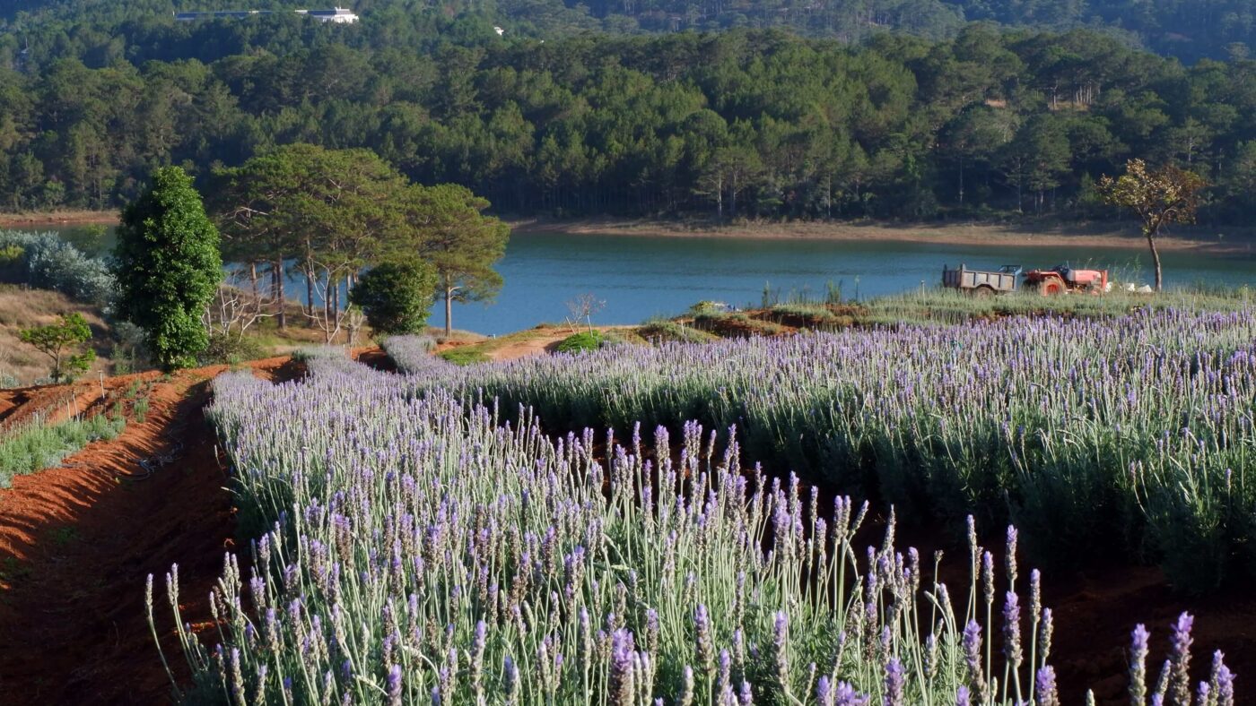 Lung linh ánh tím mùa hoa lavender Đà Lạt - Khoảnh khắc không thể bỏ lỡ 6