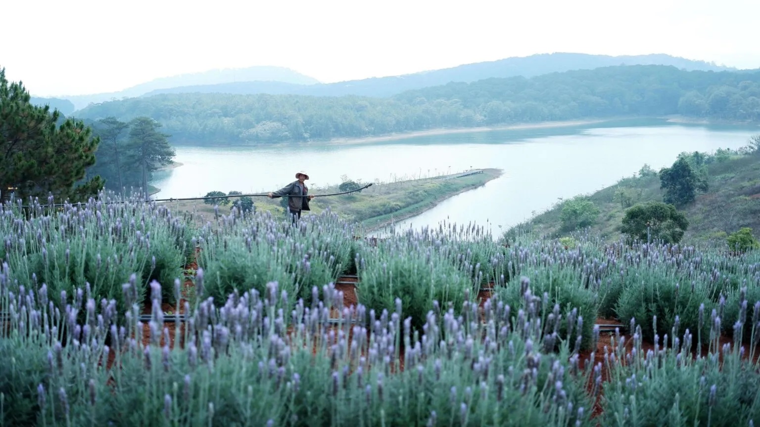 Lung linh ánh tím mùa hoa lavender Đà Lạt - Khoảnh khắc không thể bỏ lỡ 7