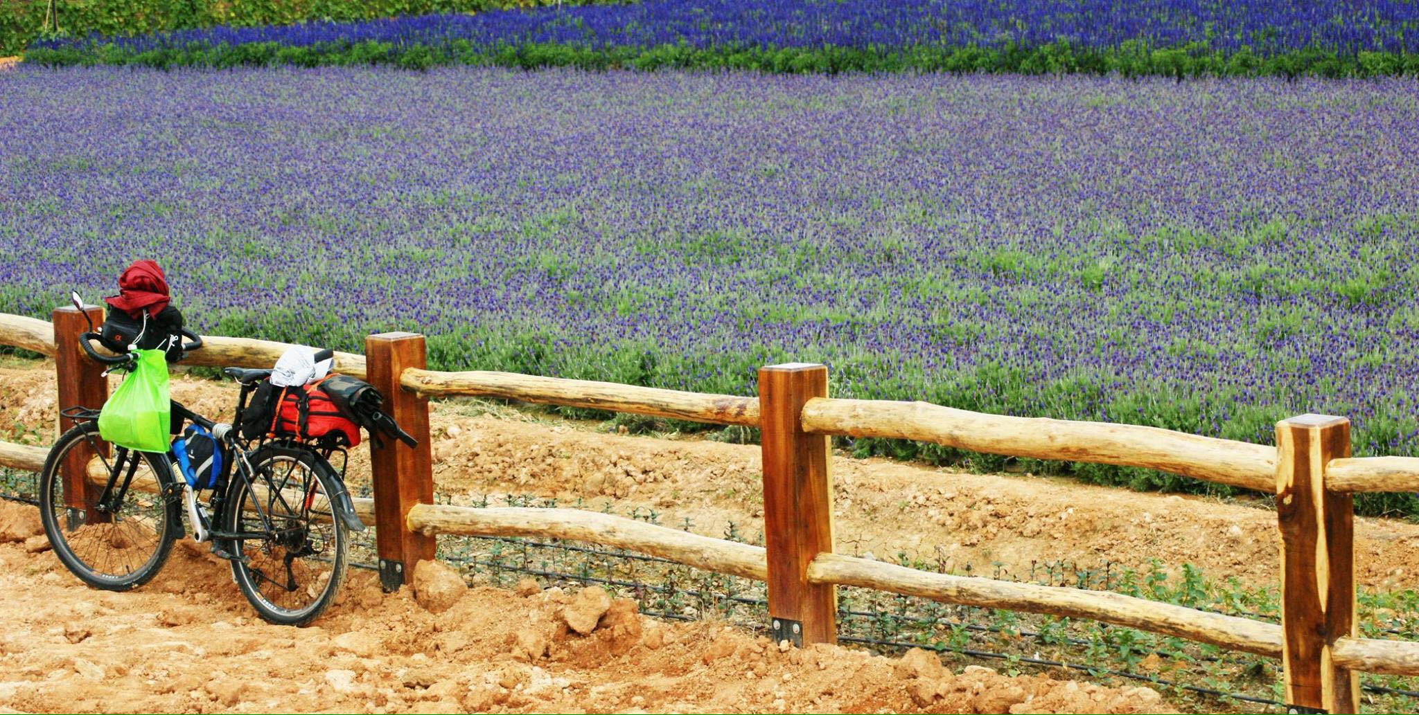 Lung linh ánh tím mùa hoa lavender Đà Lạt - Khoảnh khắc không thể bỏ lỡ 9