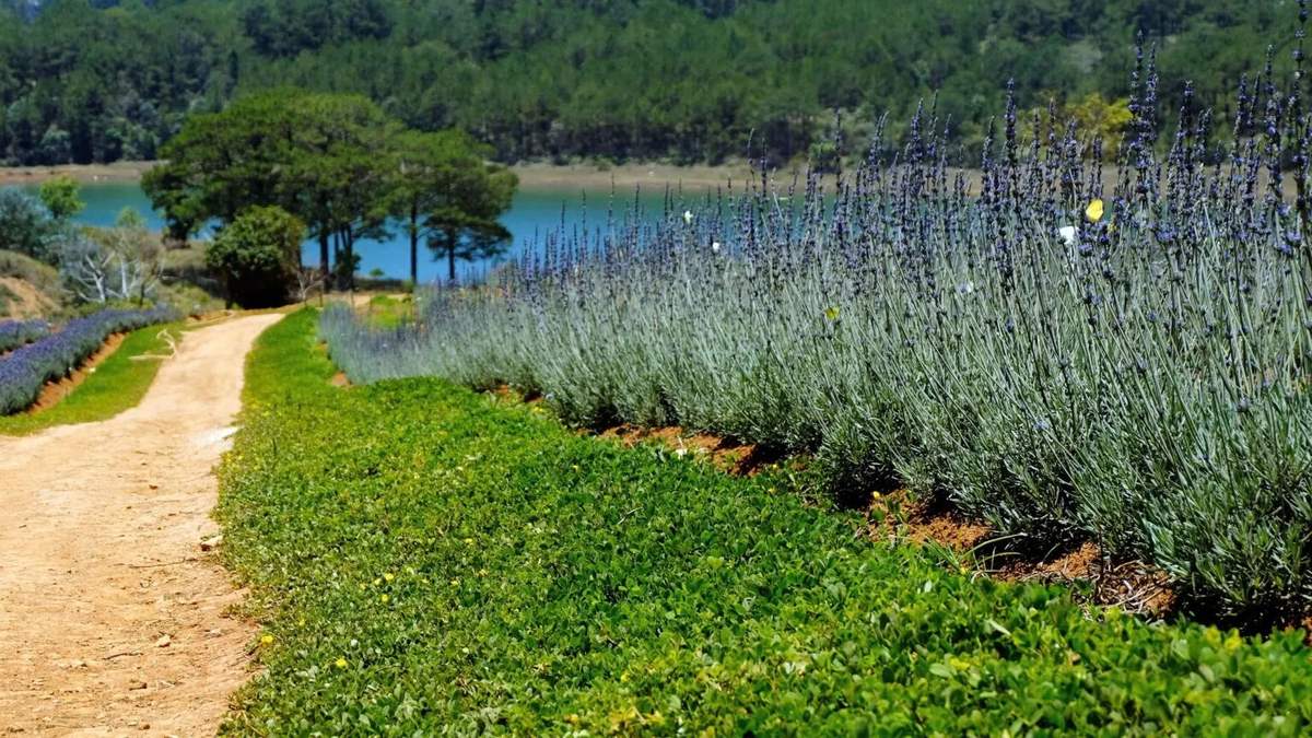 Lung linh ánh tím mùa hoa lavender Đà Lạt - Khoảnh khắc không thể bỏ lỡ 10