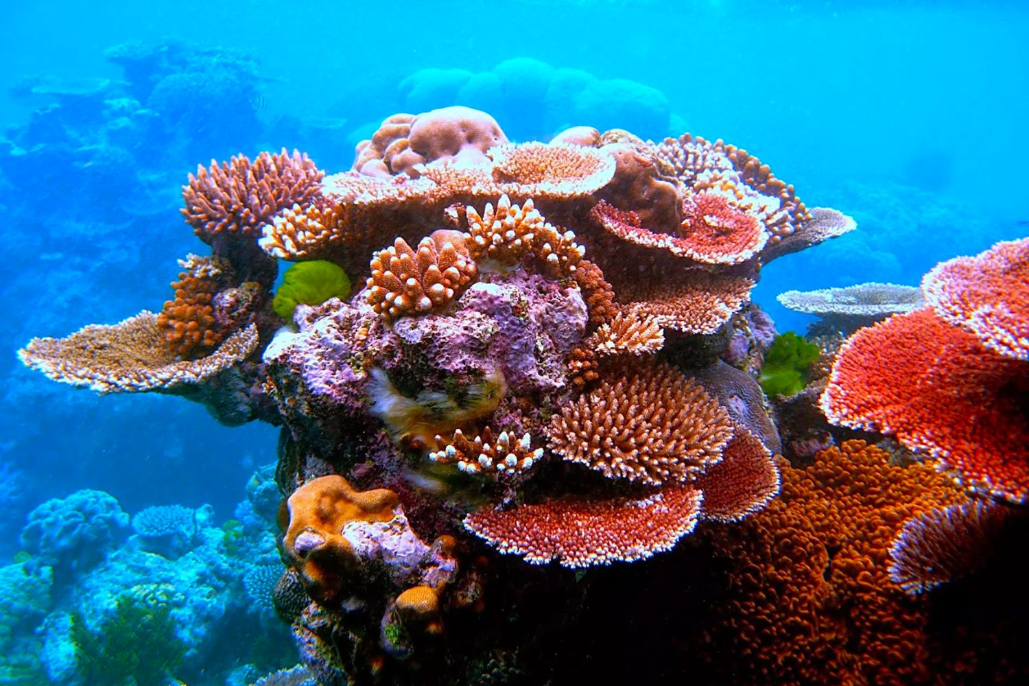 Lưu ngay Lịch trình ngắm san hô xem Vích ở Côn Đảo siêu thú vị 7