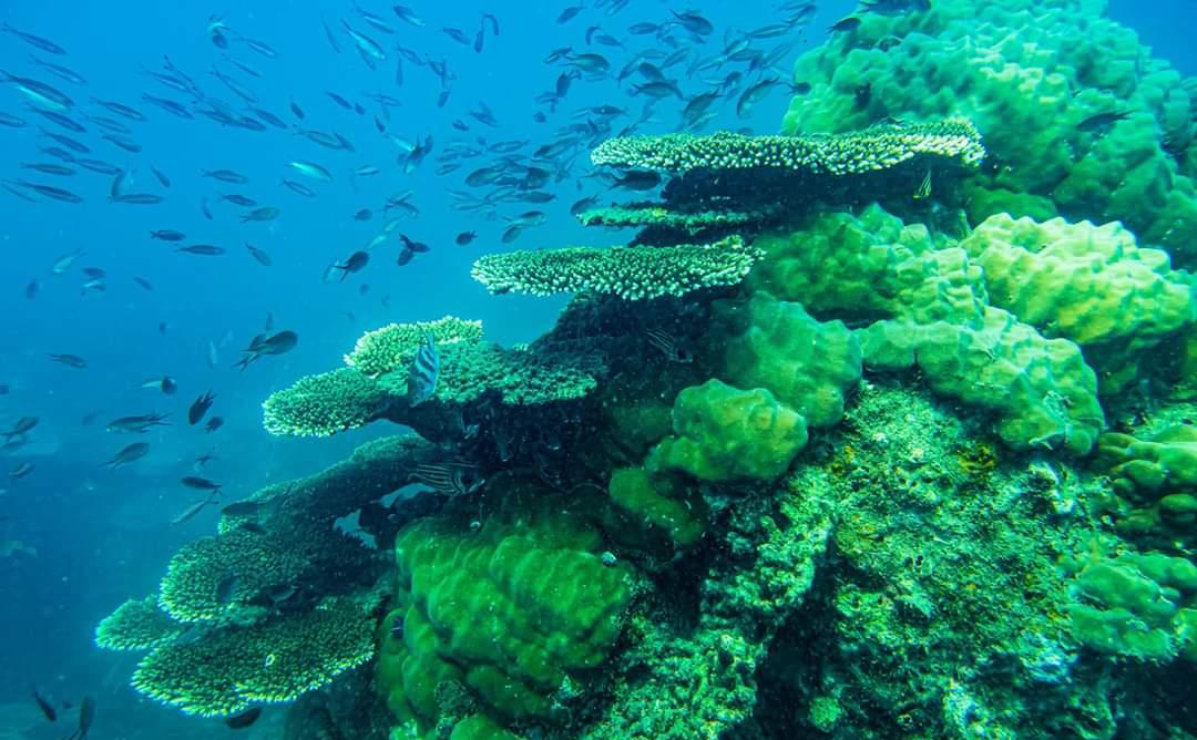 Lưu ngay Lịch trình ngắm san hô xem Vích ở Côn Đảo siêu thú vị 8