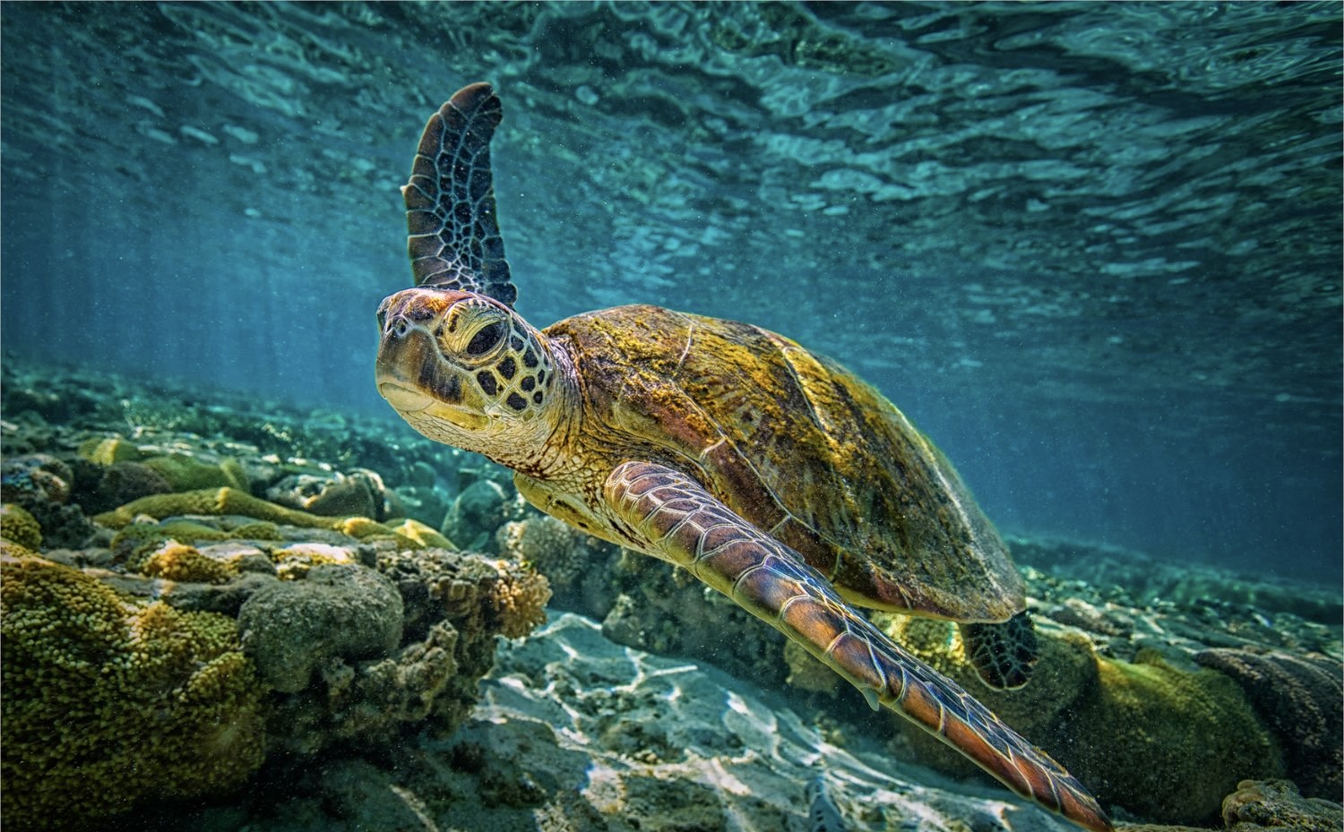 Lưu ngay Lịch trình ngắm san hô xem Vích ở Côn Đảo siêu thú vị 12