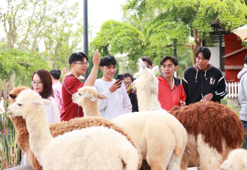 Mongo Land Dalat: Review A - Z giá vé và hoạt động vui chơi 11