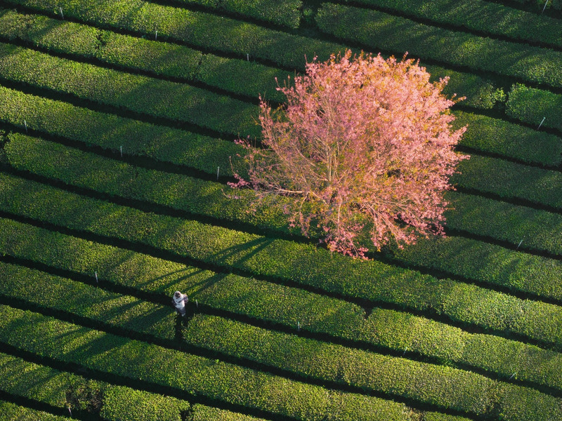 Kinh nghiệm khám phá đồi chè Cầu Đất chi tiết nhất 10
