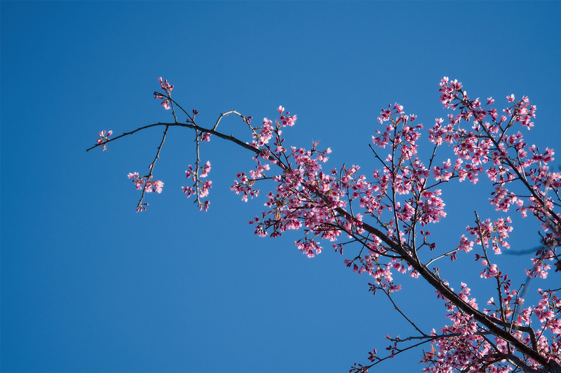 5 điểm ngắm hoa mai anh đào Đà Lạt đẹp rực rỡ đầu năm 2026 3