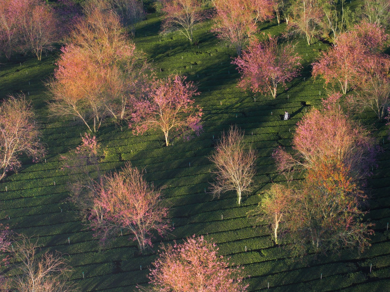 Kinh nghiệm khám phá đồi chè Cầu Đất chi tiết nhất 9