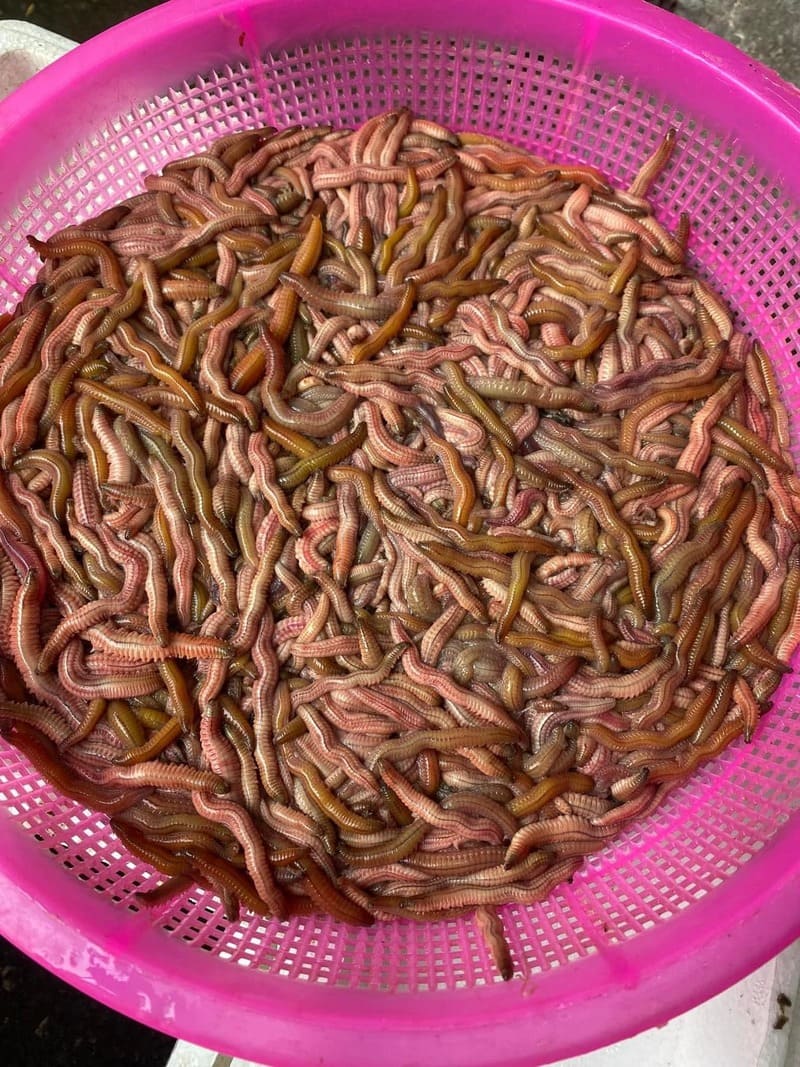 Nước mắm rươi Trà Vinh, đặc sản gây thương nhớ vùng Duyên Hải 3