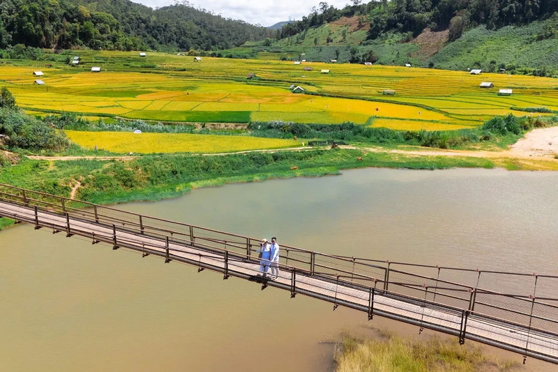 Chiêm ngưỡng Măng Đen mùa lúa chín bừng sáng sắc vàng óng ả 3