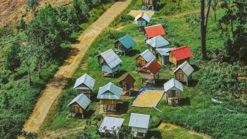 Chiêm ngưỡng Măng Đen mùa lúa chín bừng sáng sắc vàng óng ả 5